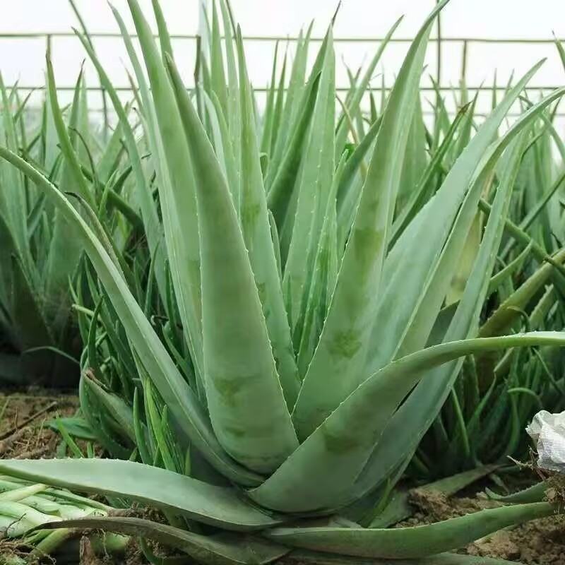 %100 Saf Doğal Kurutulmuş Aloe - Soap Making Raw Material incelemesi ve fiyatı